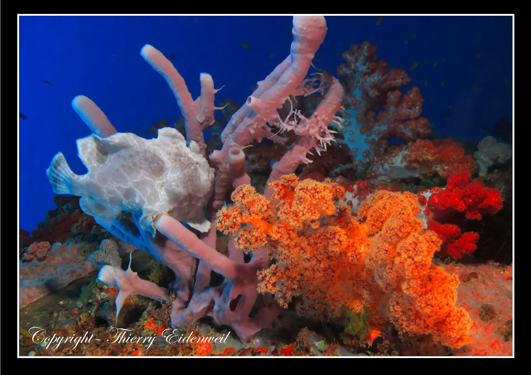 Anilao Macro Dive Media Highlight